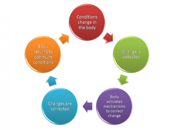 Image of negative feedback loop